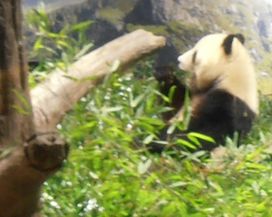 �V���I�V���I